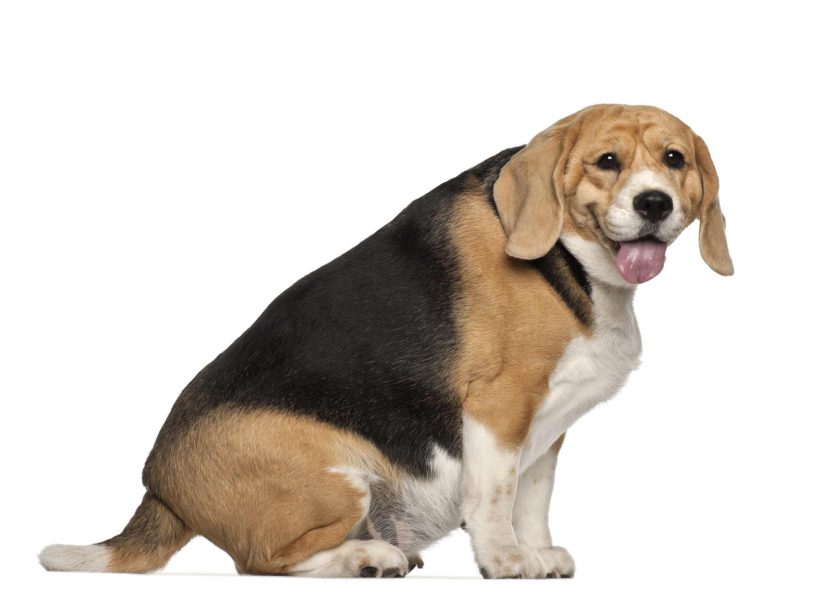 Mon chien est-il trop gros