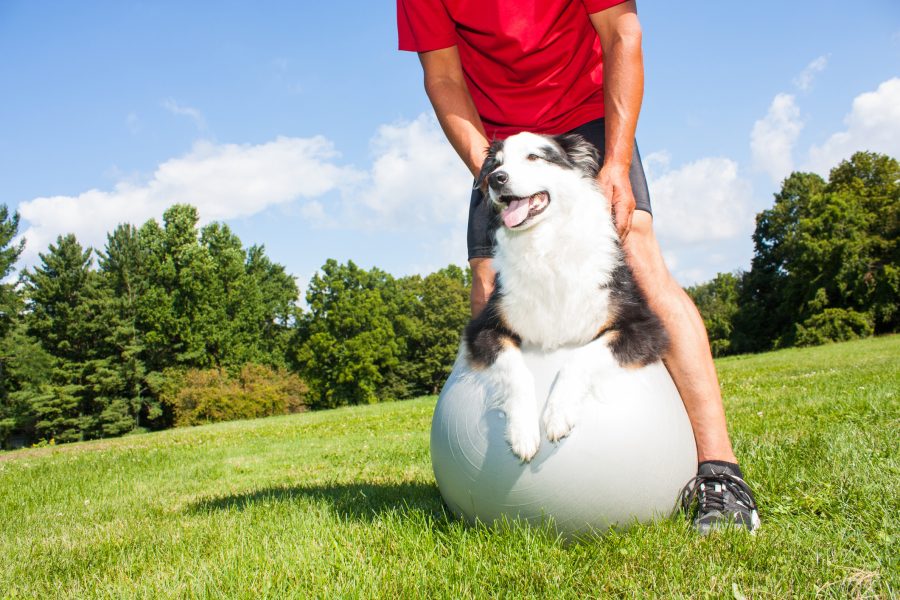 arthrose de l’homme et du chien