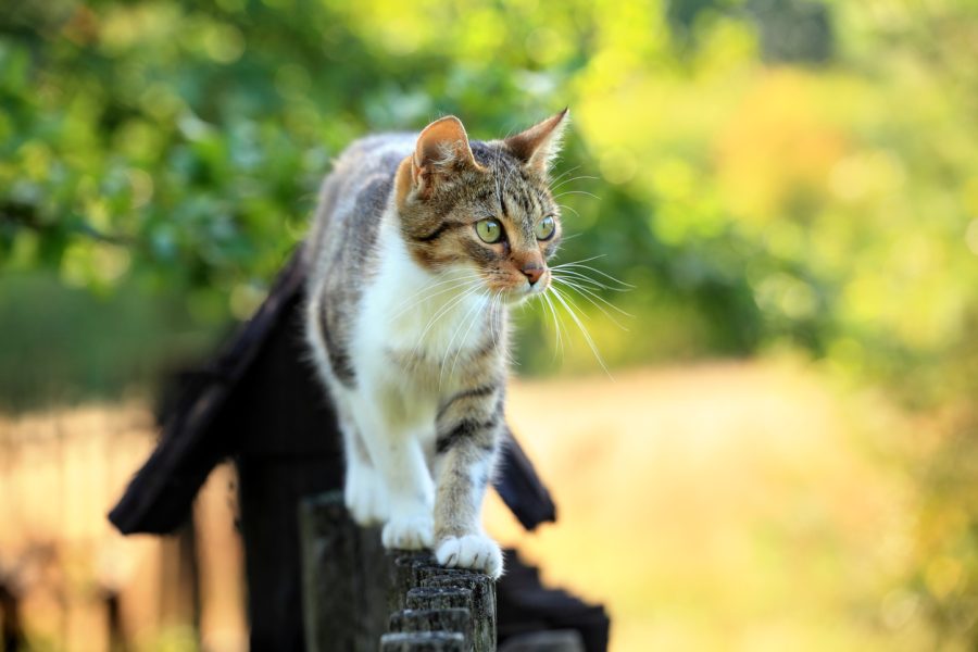 faire bouger chat