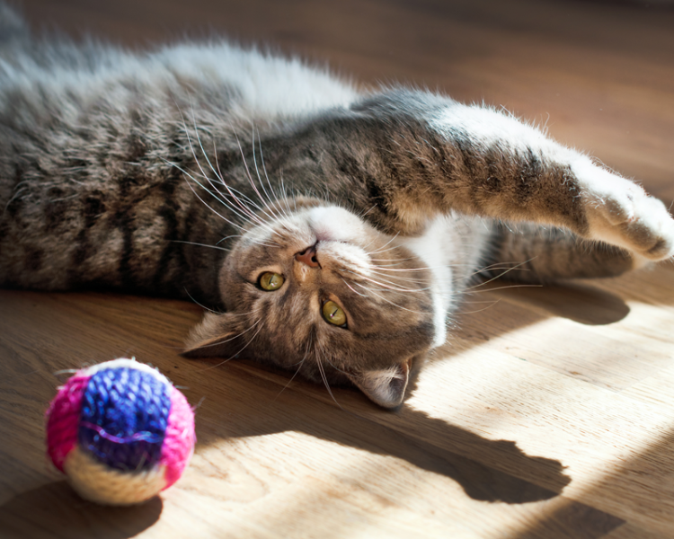 chat qui joue